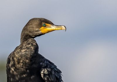 Close-up of eagle against clear sky