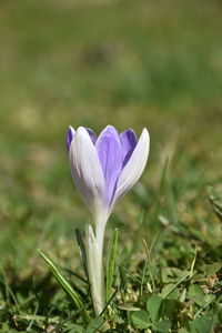 Close-up of purple crocus flower on field