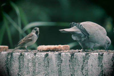 Close-up of birds perching on wall