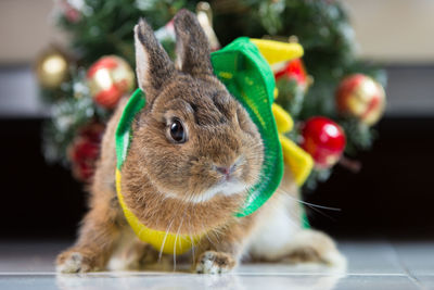 Close-up portrait of a rabbit dressed in christmas colours