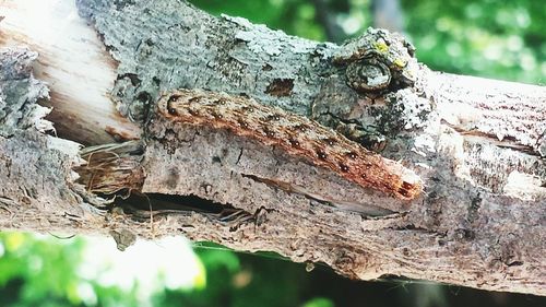 Close-up of tree trunk