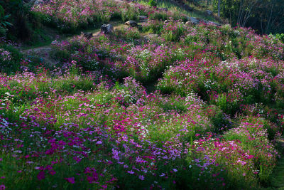 Pink flowering plants on field