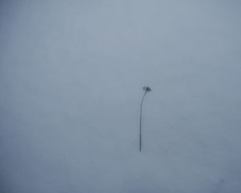 Bird flying over snow against sky