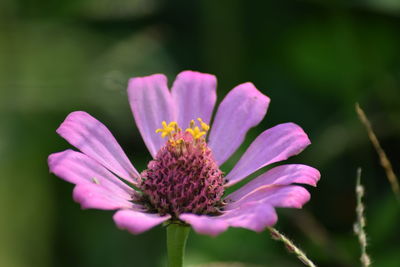 Close-up of purple flower