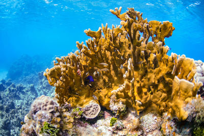 Fire coral in the caribbean 