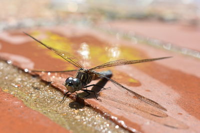 Poolside dragonfly