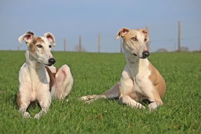 Portrait of dog sitting on field