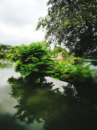 Tree by water against sky