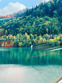 Scenic view of lake in forest