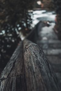 Close-up of wood by tree in forest