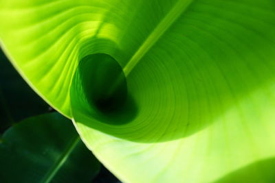 Close-up of green leaf