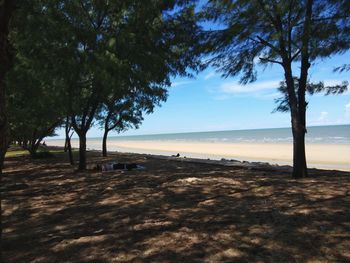 Trees on beach against sky