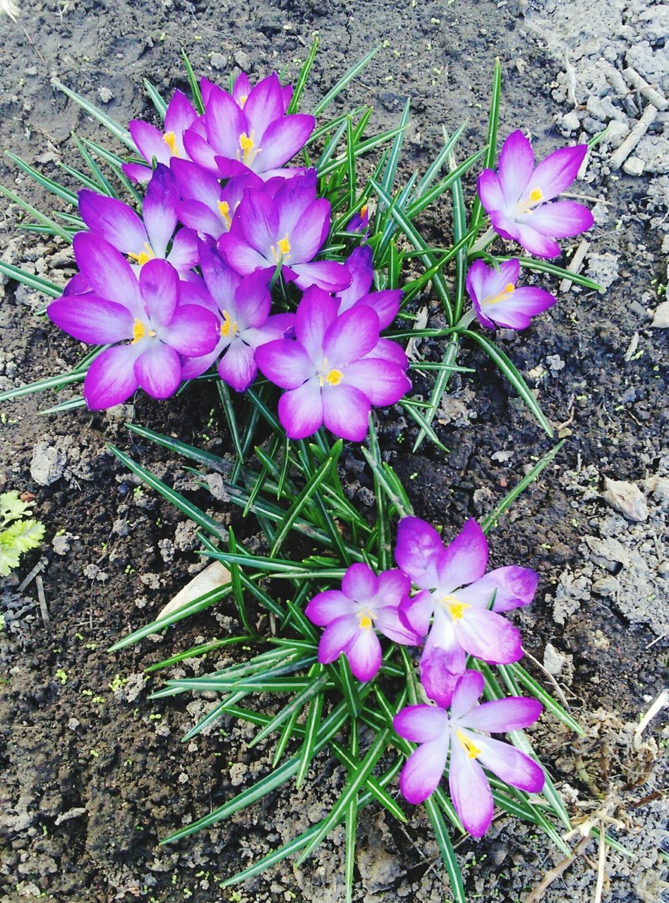 flower, petal, freshness, fragility, purple, high angle view, flower head, beauty in nature, growth, blooming, plant, nature, pink color, in bloom, field, close-up, crocus, no people, leaf, springtime