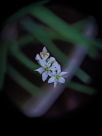 Close-up of white flowering plant