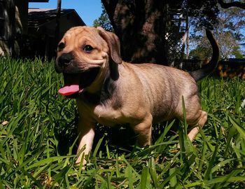 Dog looking away on grassy field