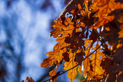 Low angle view of maple leaves on tree