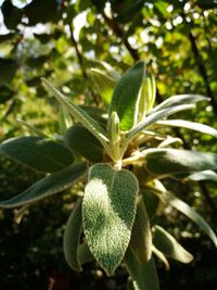 Close-up of fruit on tree