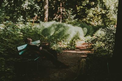 Trees in a forest