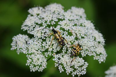 Close-up of bee on flowers
