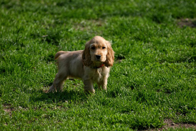 Dog on grass