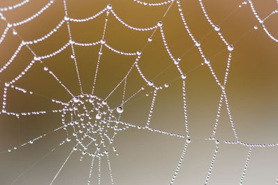 spider web