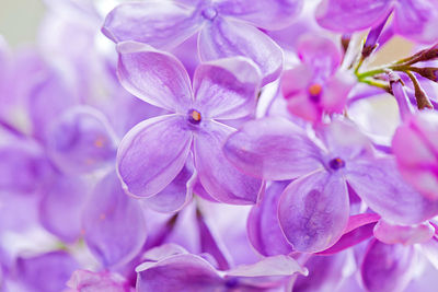 Close-up of purple flowering plant