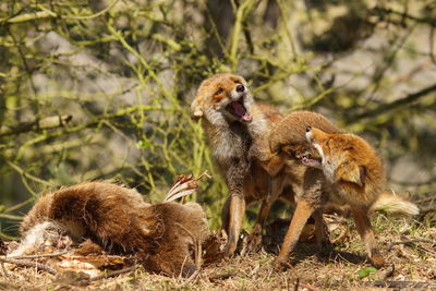 Red foxes fighting in forest at amsterdamse waterleidingduinen