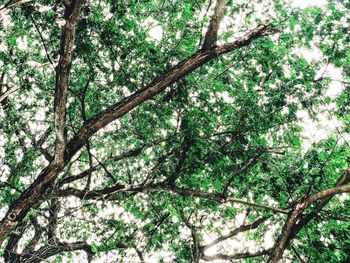 Low angle view of trees in forest