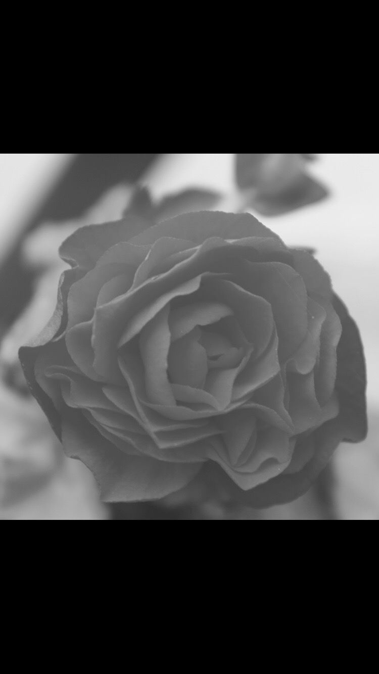 Absence of color white petals