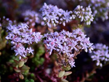 Close-up of purple flowering plants in park