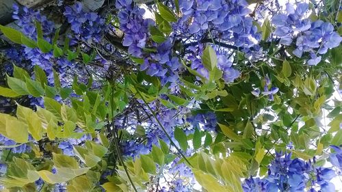 Close-up of purple flowers blooming outdoors