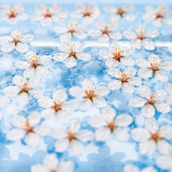 Flat lay of floating wild cherry white flowers on surface of water, pastel blue.spring time blossom.