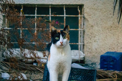 Portrait of cat sitting outdoors