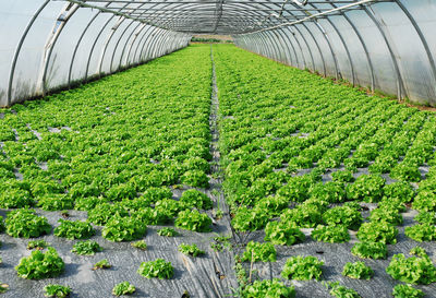 Plants growing on field