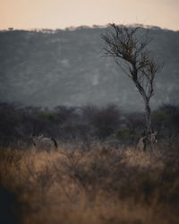View of dead tree on field against sky