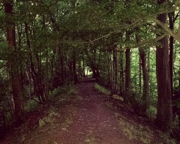 Trees in forest