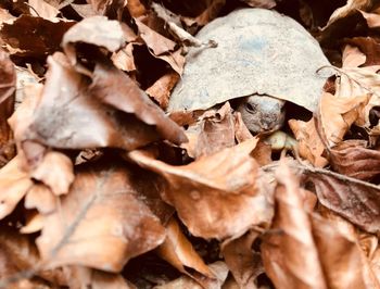 Close-up of dry leaves on field