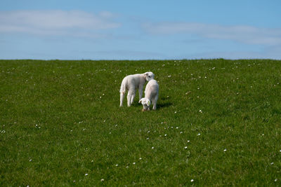 Baby lamb on green grass with blue sky