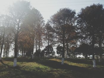 Trees against sky during sunset