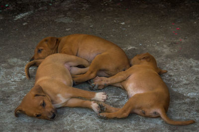 High angle view of brown puppies relaxing on field