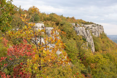 Trees and plants growing on land against sky during autumn