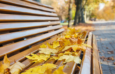 Close-up of yellow maple leaves on wood