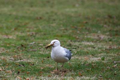 Close-up of seagull on field