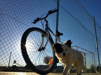 Low angle view of dog against sky