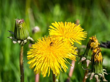 Close-up of insect on yellow flower