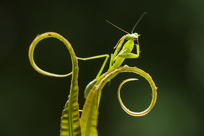 Praying mantis on leaf of fern