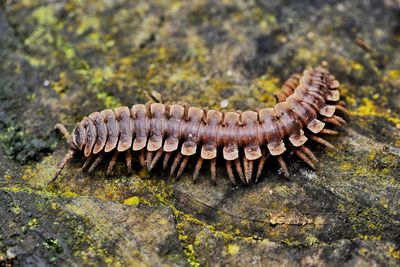 Close-up of flat-backed millipede