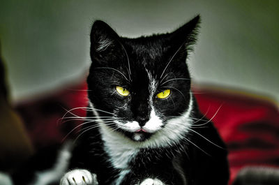 Close-up portrait of black cat