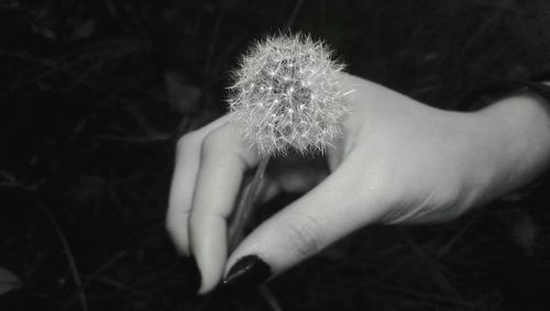 Close-up of hand holding dandelion