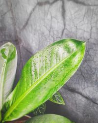 Close-up of insect on plant